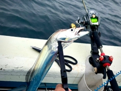 タチウオの釣果