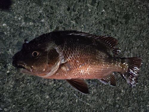 釣果