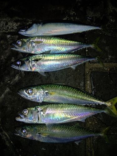 サバの釣果