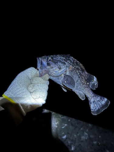クロソイの釣果