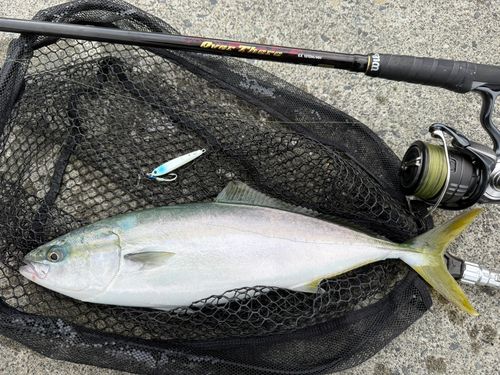 イナダの釣果
