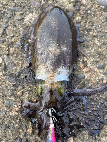 アオリイカの釣果