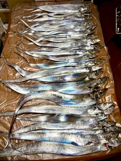 タチウオの釣果