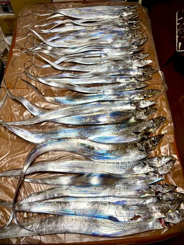 タチウオの釣果