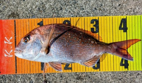 マダイの釣果