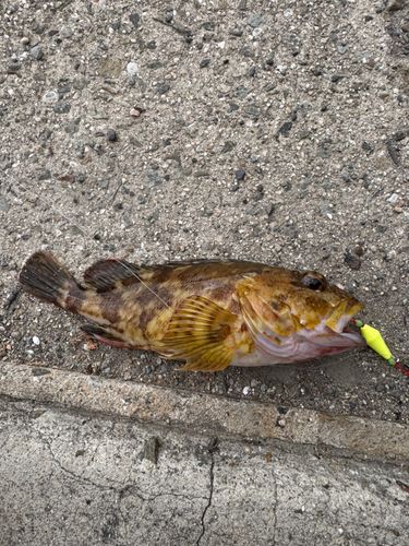 ガシラの釣果