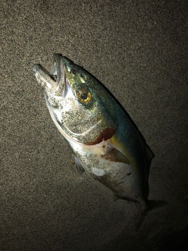 ワカシの釣果