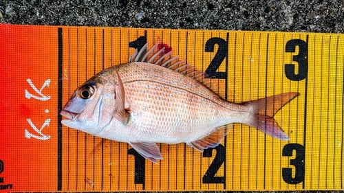 マダイの釣果
