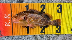 アコウの釣果