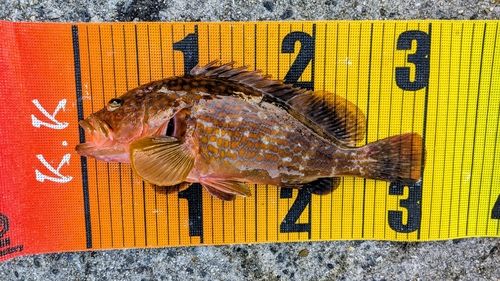 アコウの釣果