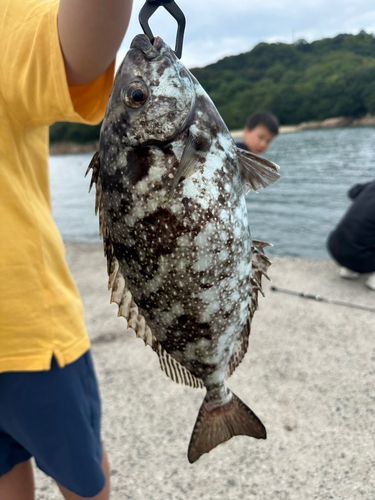 白石島