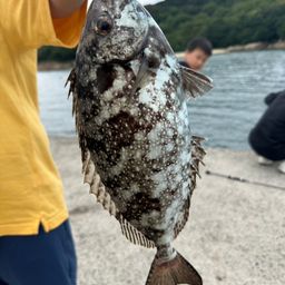アイゴ