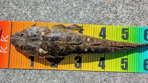 マゴチの釣果