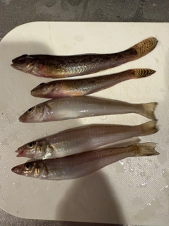 キスの釣果