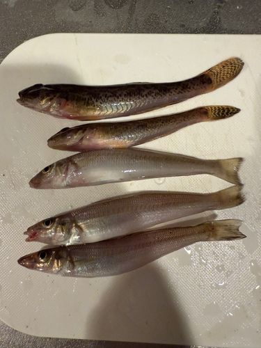 キスの釣果