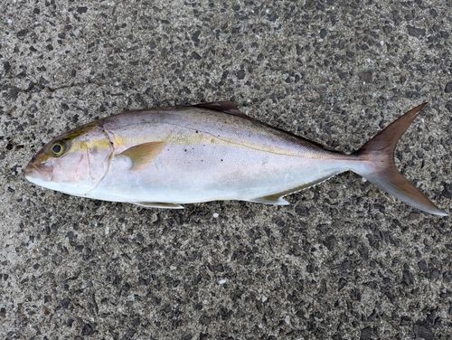 カンパチの釣果