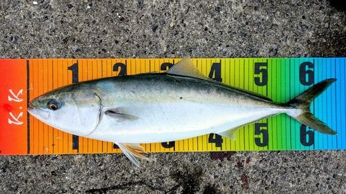 メジロの釣果