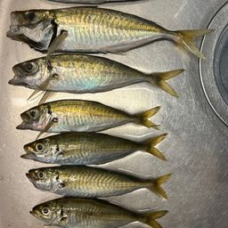 マアジ