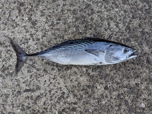 スマガツオの釣果