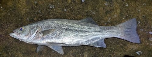 ヒラスズキの釣果