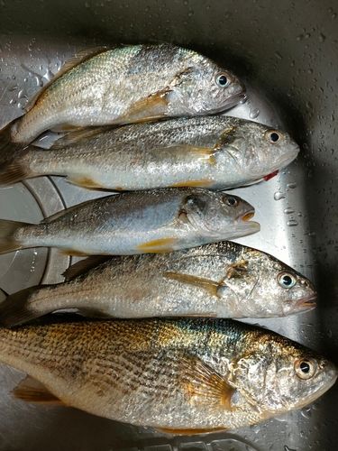 若洲海浜公園海釣り施設