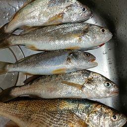 イシモチ