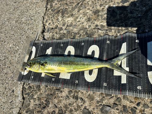 シイラの釣果