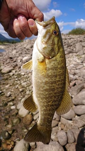 スモールマウスバスの釣果