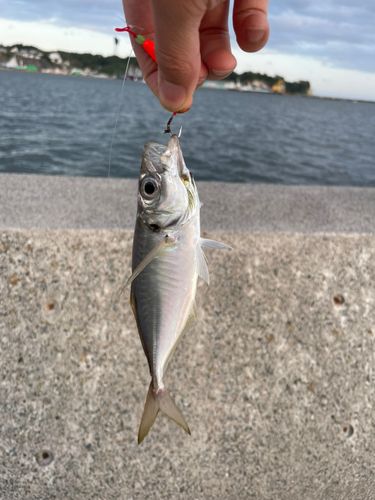 アカハゼの釣果