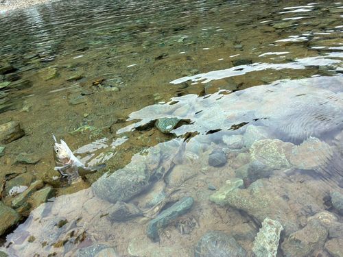 ニジマスの釣果