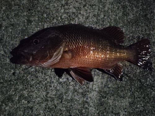 ゴマフエダイの釣果