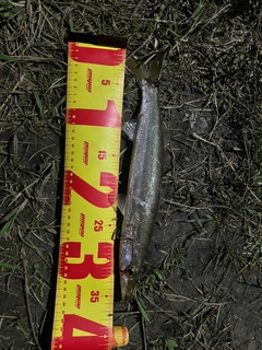 カマスの釣果