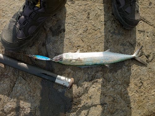 サゴシの釣果