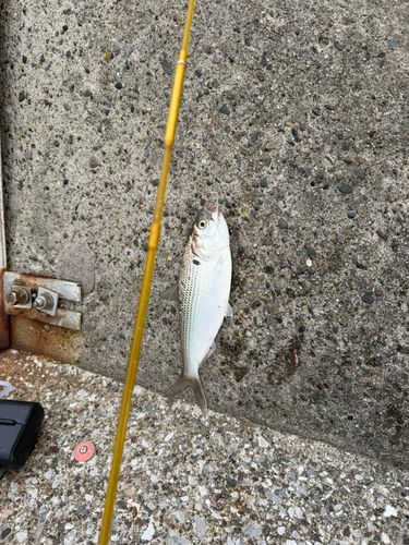コノシロの釣果
