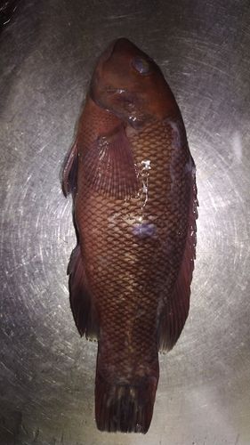 コブダイの釣果