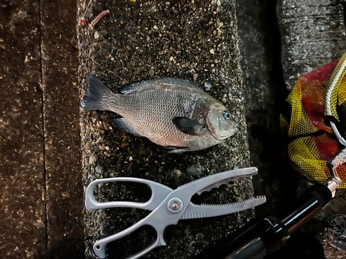 メジナの釣果