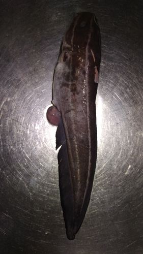 ゴンズイの釣果