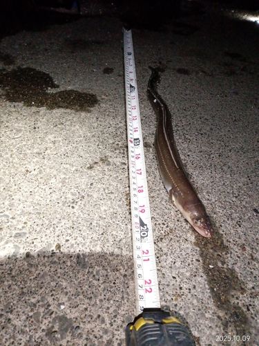 ハモの釣果