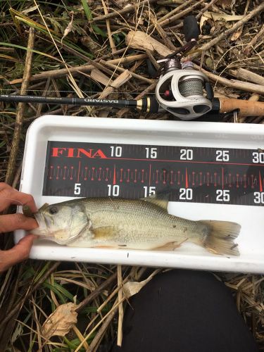 ブラックバスの釣果