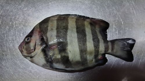 イシダイの釣果