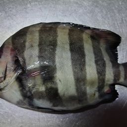 イシダイ