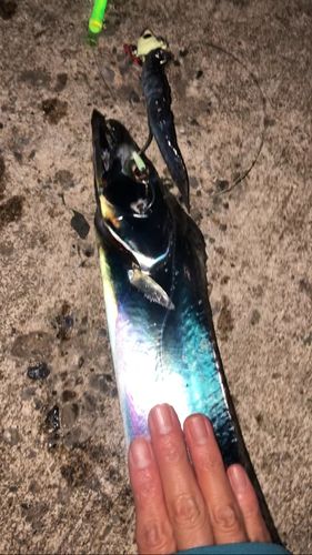 タチウオの釣果