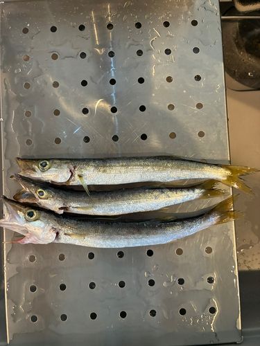 カマスの釣果