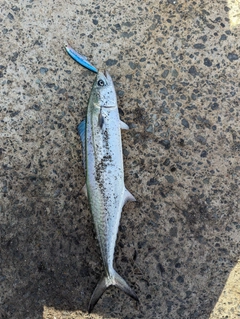 スジミゾイサキの釣果