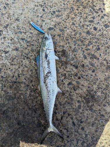 スジミゾイサキの釣果