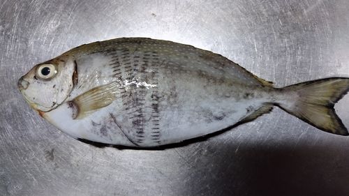 アイゴの釣果