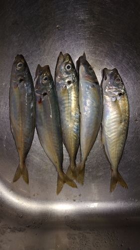 アジの釣果