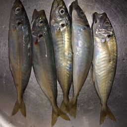アジ