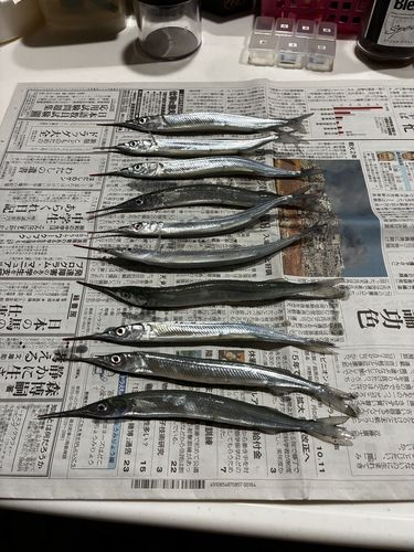サヨリの釣果