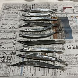 サヨリ